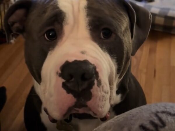 このピュアな瞳には勝てない…！　目だけで感情を表現する犬　視線の先にあったのは…？