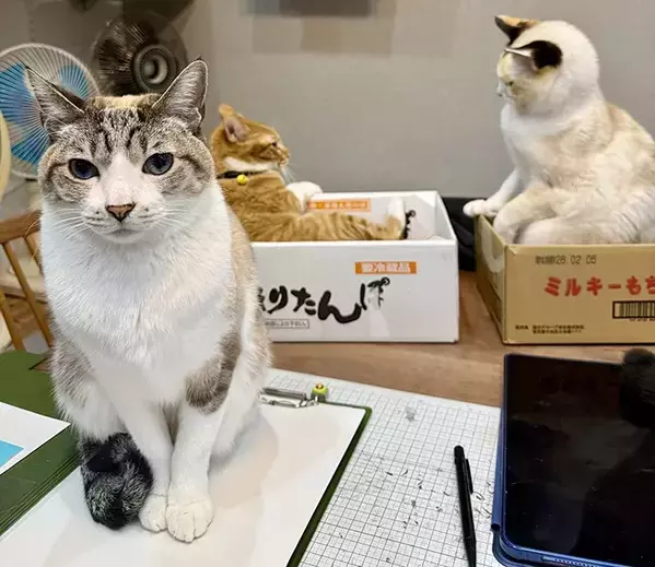 真顔の猫、後ろで事件が起きていて？　「動じなくてすごい」「1匹だけ時が止まってる」