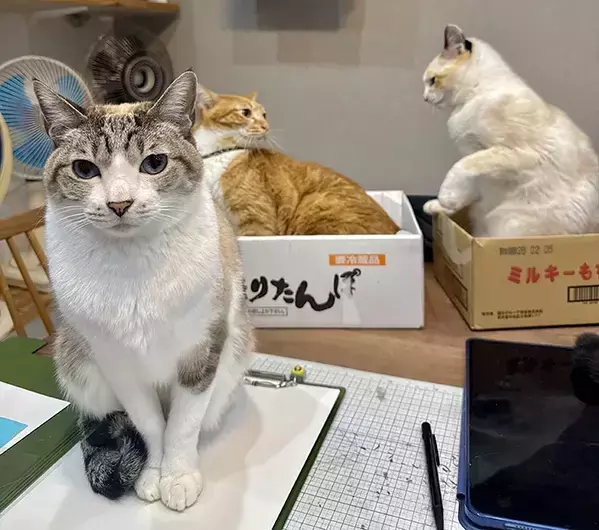 真顔の猫、後ろで事件が起きていて？　「動じなくてすごい」「1匹だけ時が止まってる」
