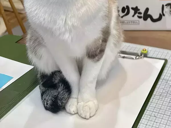 真顔の猫、後ろで事件が起きていて？　「動じなくてすごい」「1匹だけ時が止まってる」