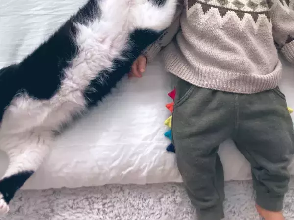 「想像していた添い寝と違う」　男の子の横で寝る猫、その様子が…「笑った」「クセが強い」
