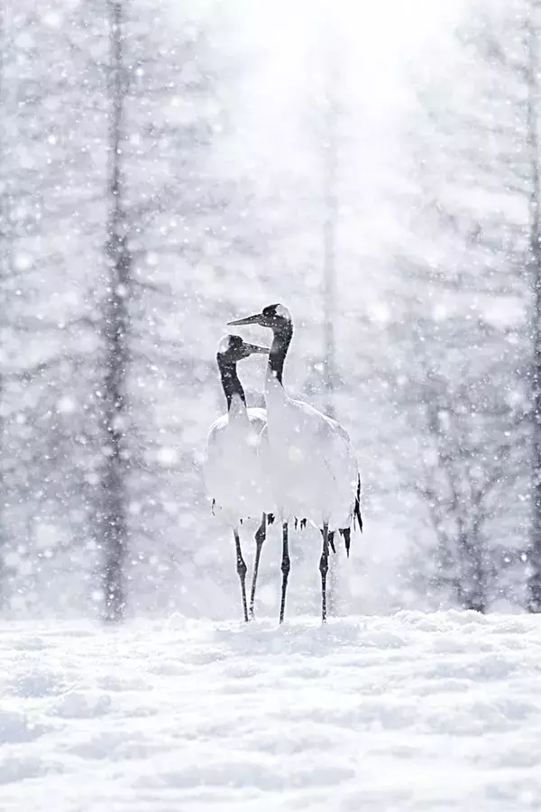 雪の中で舞い踊る北海道のタンチョウ　その美しさに「感動した」「貴重な写真」