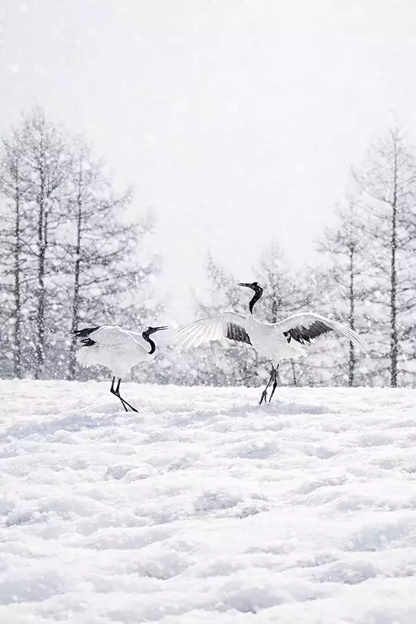 雪の中で舞い踊る北海道のタンチョウ　その美しさに「感動した」「貴重な写真」