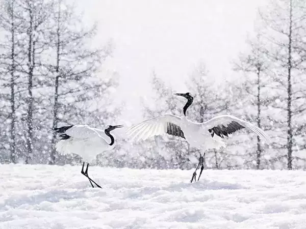 雪の中で舞い踊る北海道のタンチョウ　その美しさに「感動した」「貴重な写真」