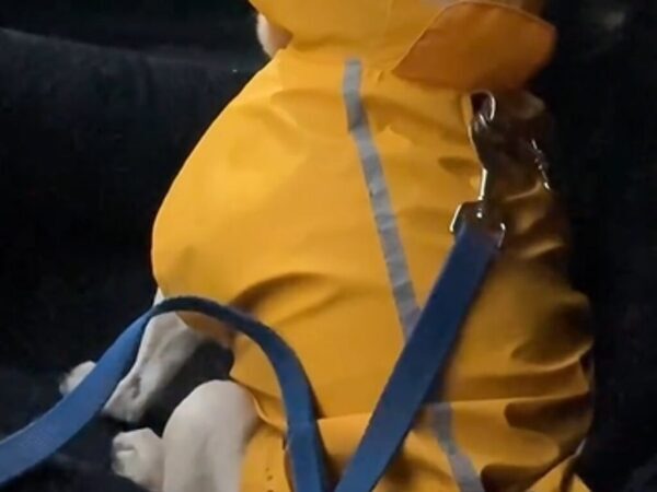 「爆笑した」「感情が伝わってくる」　雨の日にレインコートを着せられた犬が？