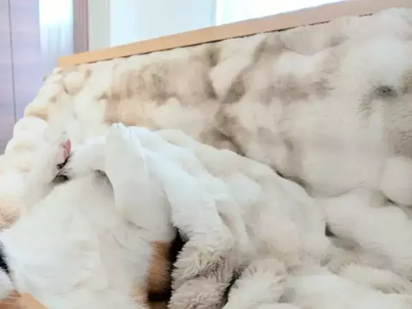 コタツの虜になったコーギー　表情が？「もはや人間」「極楽って顔してる」