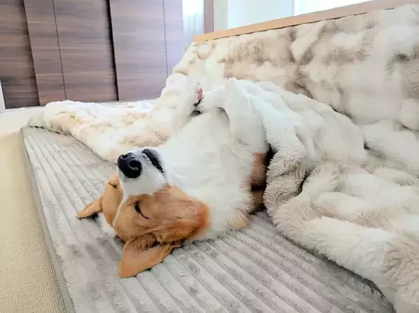 コタツの虜になったコーギー　表情が？「もはや人間」「極楽って顔してる」