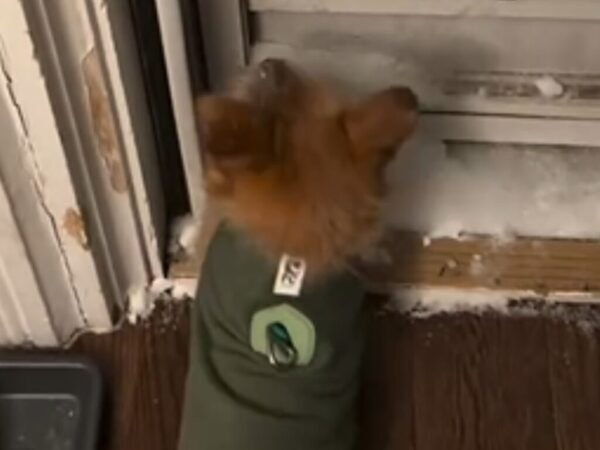 勢いよく庭に飛び出した犬が…目の前で消えた！？　「かわいそうだけど笑った」