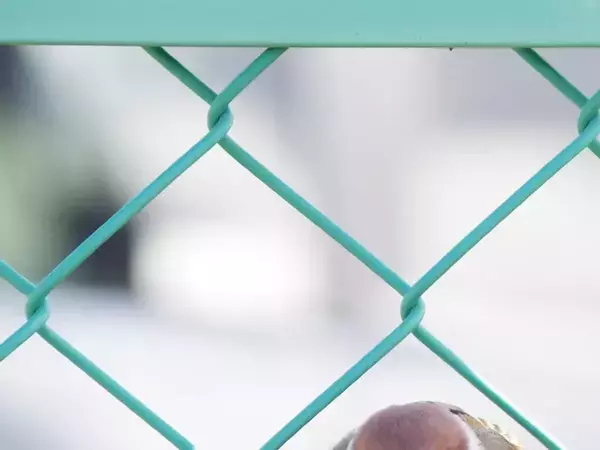 フェンスで休憩するスズメを見ると？　その姿に「本当にくつろいでる？」「たまらないフォルム」