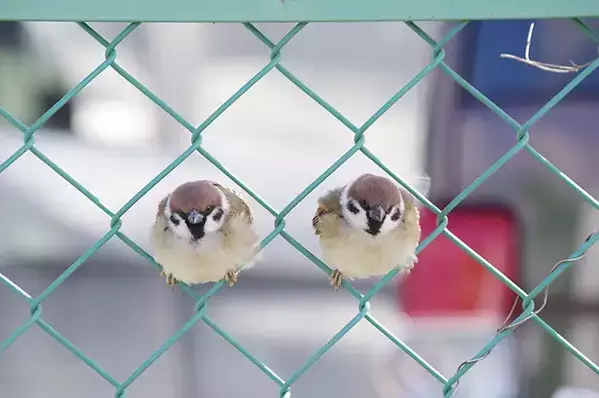 フェンスで休憩するスズメを見ると？　その姿に「本当にくつろいでる？」「たまらないフォルム」