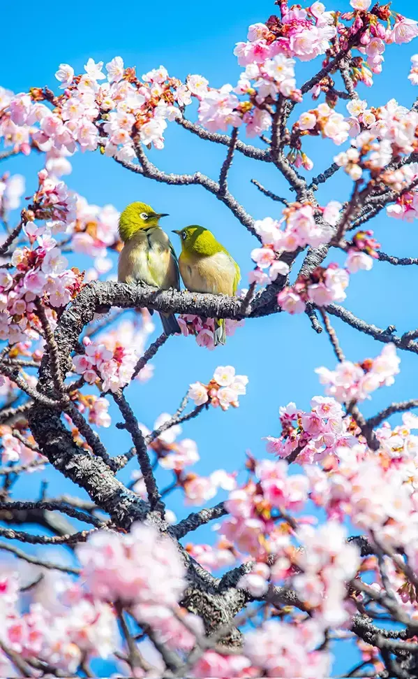 もう桜が満開…　桃源郷のような光景に「癒される」「うらやましい」
