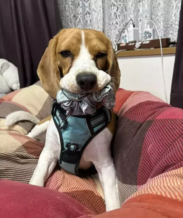 飼い主に追いかけられるのが好きな犬　とらえた大物に「絶対に強い」「賢さに負けた」