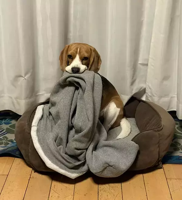 飼い主に追いかけられるのが好きな犬　とらえた大物に「絶対に強い」「賢さに負けた」