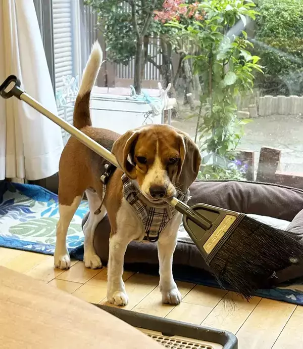 飼い主に追いかけられるのが好きな犬　とらえた大物に「絶対に強い」「賢さに負けた」