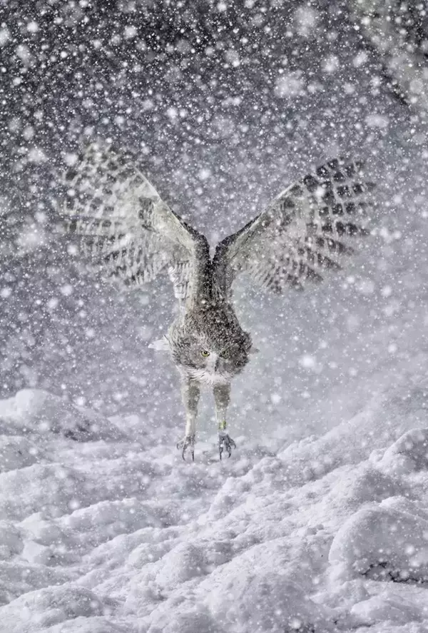 大雪の中で出会った『村の守り神』　写真に「かっこいい」「頂点の貫禄だ」