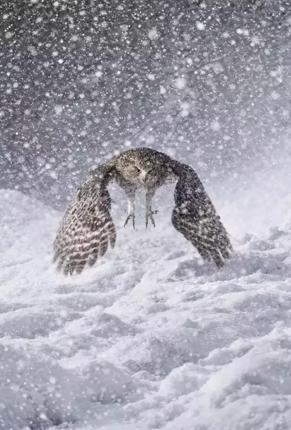 大雪の中で出会った『村の守り神』　写真に「かっこいい」「頂点の貫禄だ」