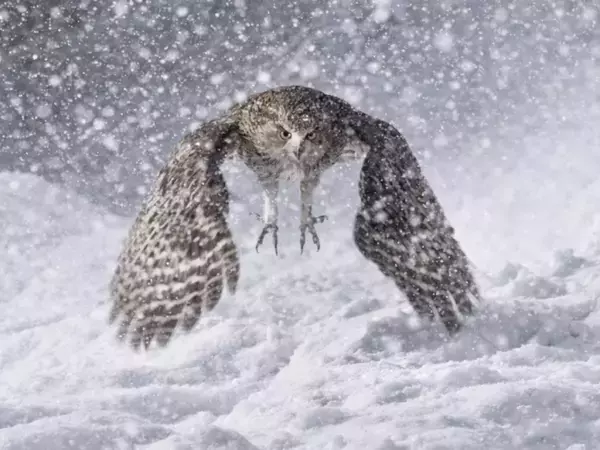 大雪の中で出会った『村の守り神』　写真に「かっこいい」「頂点の貫禄だ」
