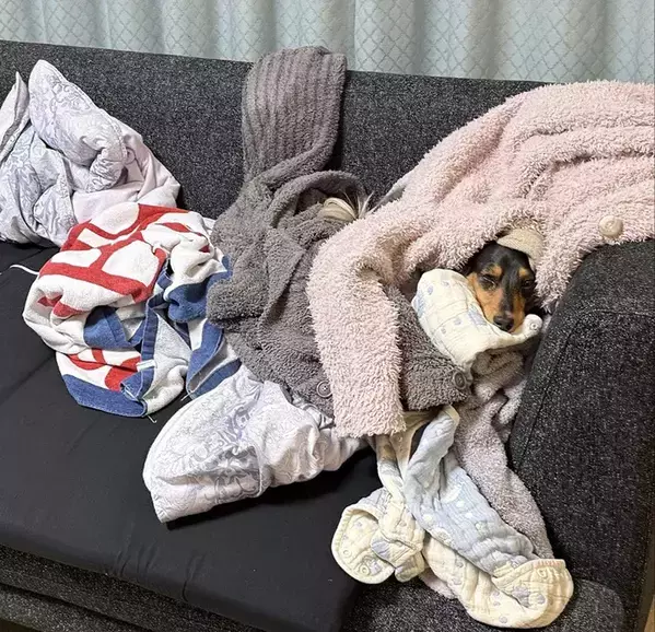 畳んだはずの洗濯物がぐちゃぐちゃに…？　犯人の満足そうな顔に「笑った」「怒れません」