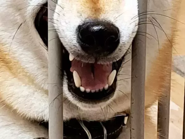 感情表現が独特すぎる柴犬　見せた姿に「顔、顔ー！」「元気出たわ」