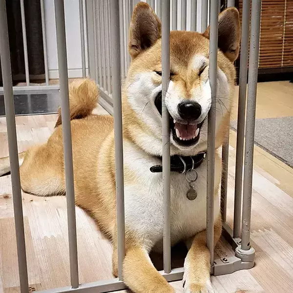 感情表現が独特すぎる柴犬　見せた姿に「顔、顔ー！」「元気出たわ」