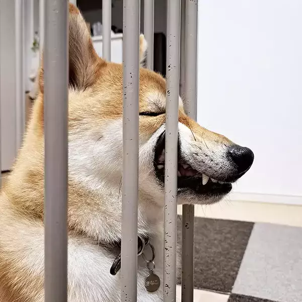 感情表現が独特すぎる柴犬　見せた姿に「顔、顔ー！」「元気出たわ」