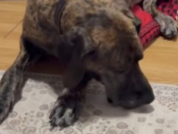 コーギーにベッドを奪われた大型犬　見せた行動に「かわいそうだけど笑っちゃう」「なんていい子なんだ」