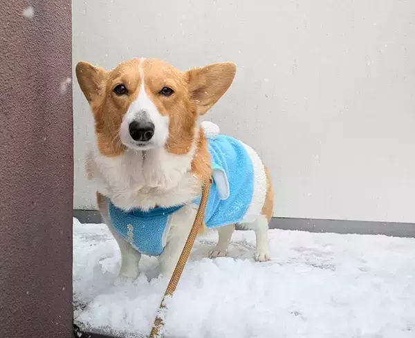 雪の日に外に出たら？　コーギーが見せた『なんとも言えない顔』に「爆笑」「すべてを表している」