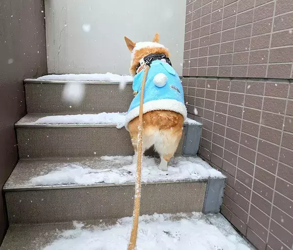 雪の日に外に出たら？　コーギーが見せた『なんとも言えない顔』に「爆笑」「すべてを表している」