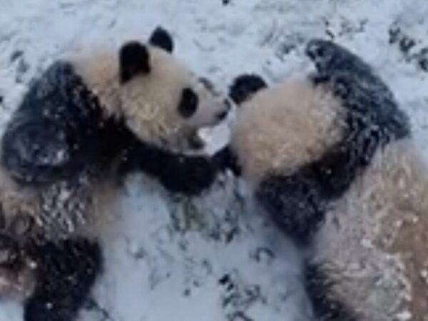 双子のパンダが遊んでいるほっこり動画かと思ったら？　まさかの『乱入者』に「面白すぎる！」