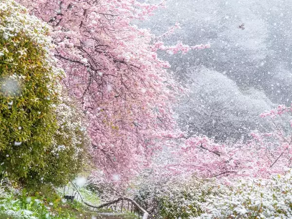 「現実のものとは思えない」「幻想的で美しい」　満開の桜と雪のコラボに、感動…！