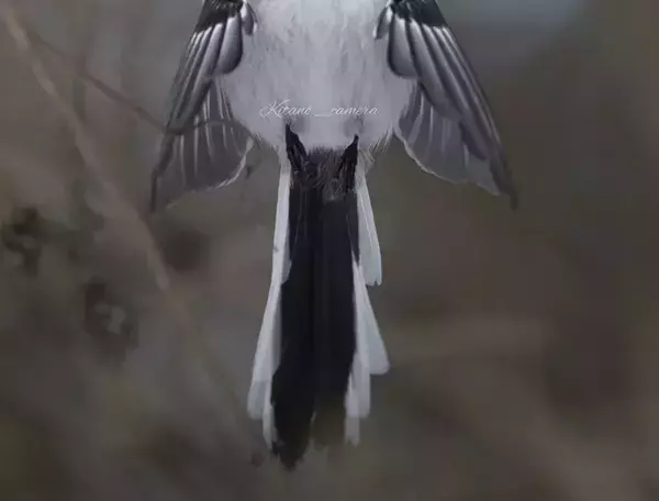 シマエナガの１枚に「神々しい」「まさに天使」　拝みたくなる姿とは？