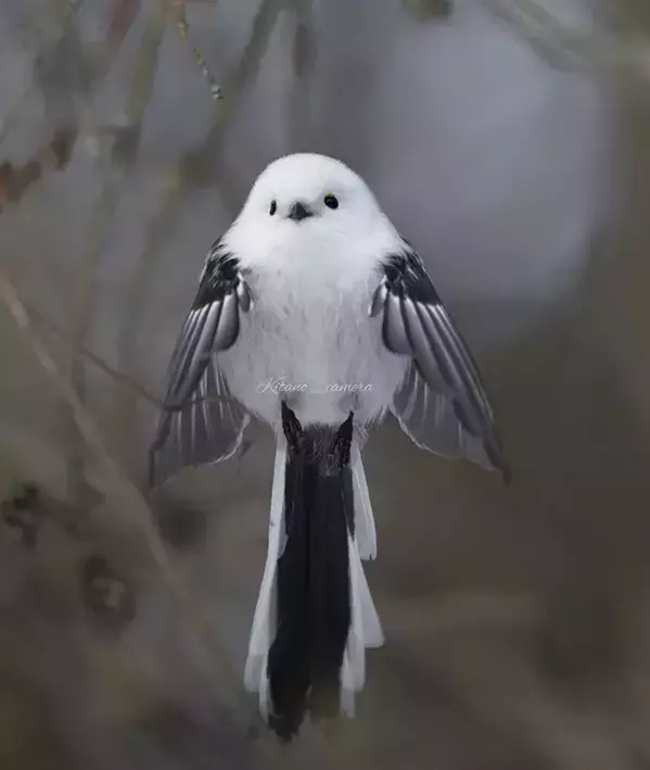 シマエナガの１枚に「神々しい」「まさに天使」　拝みたくなる姿とは？