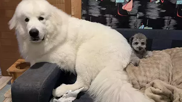 生後11か月の子犬が甘えたのは？　写真に「どっちが子犬」「笑った」　