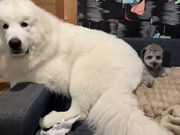 生後11か月の子犬が甘えたのは？　写真に「どっちが子犬」「笑った」　