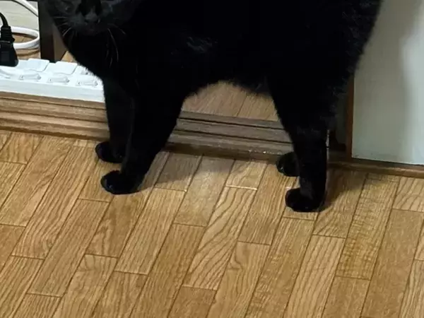 「クシャミをしたらこれ」　飼い主のクシャミに驚いて…猫の反応に「可愛すぎる」「漫画のよう」