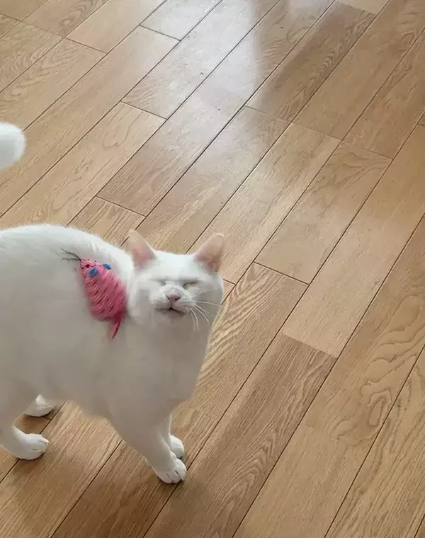 オモチャが当たった猫の表情に『12万いいね！』　「かわいすぎ」「ごめんだけど笑う」