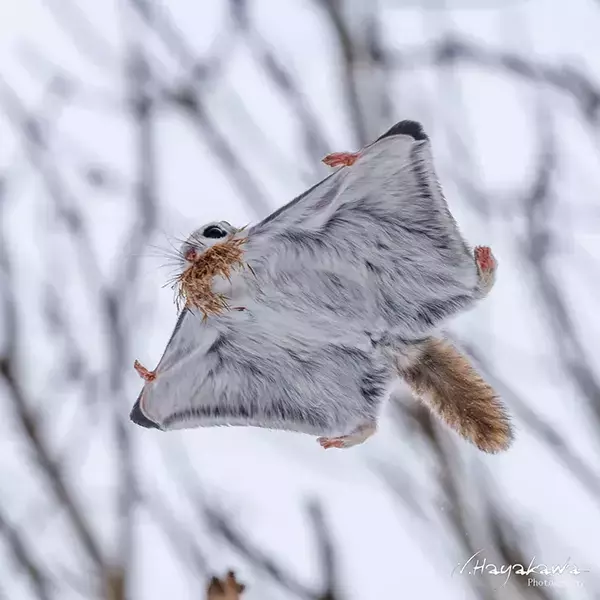 『お持ち帰り』するエゾモモンガ　くわえていたのは…「かわいい」「ぐっすり眠れますように」