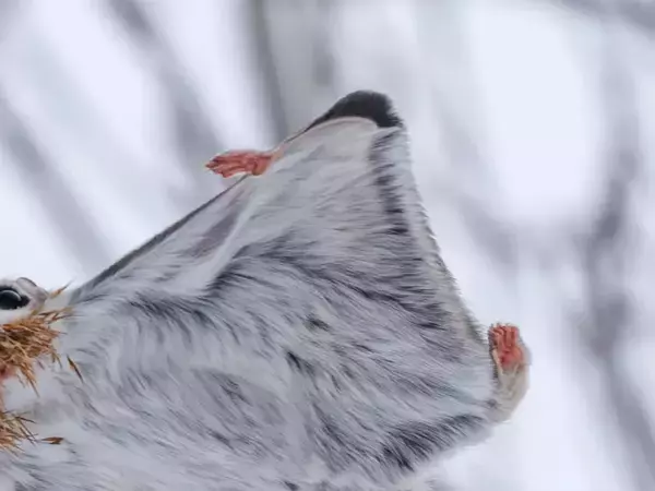 『お持ち帰り』するエゾモモンガ　くわえていたのは…「かわいい」「ぐっすり眠れますように」