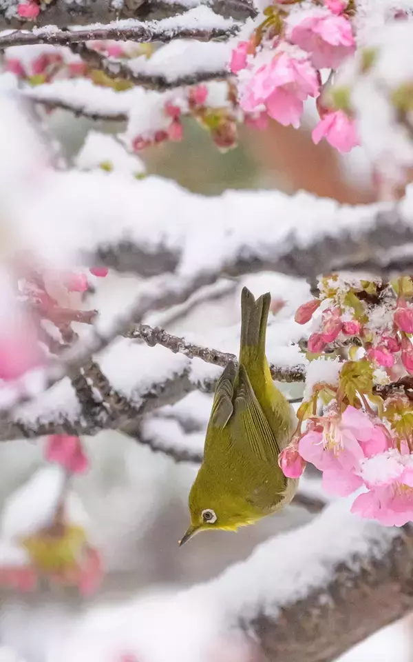 雪が降り積もった桜　そこに訪れたのは…「日本画のような美しさ」「色合いが素敵」