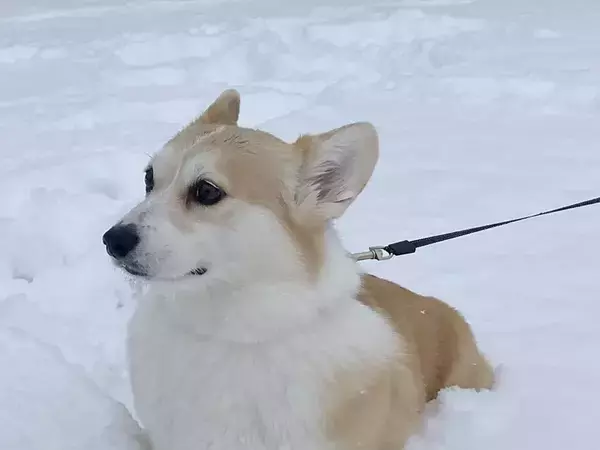 大雪に見えるけど…　コーギーの散歩風景に「声出して笑った」「表情とのギャップ」