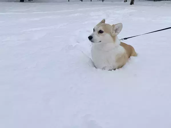 大雪に見えるけど…　コーギーの散歩風景に「声出して笑った」「表情とのギャップ」