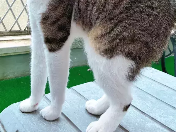 雪を見て、ベランダに出たがった猫　いざ出たら…「固まっている」「なんとも言えない表情」