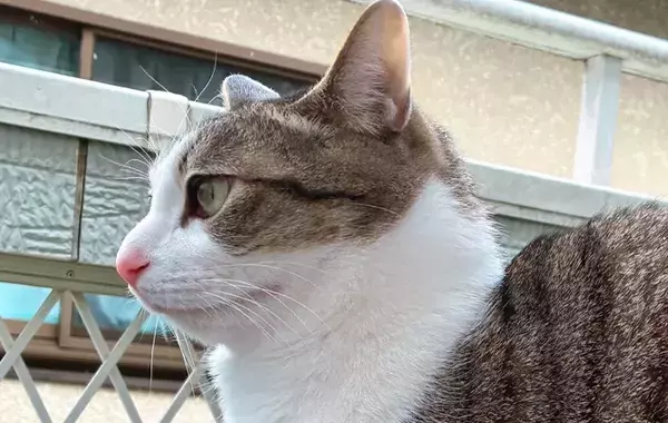 雪を見て、ベランダに出たがった猫　いざ出たら…「固まっている」「なんとも言えない表情」