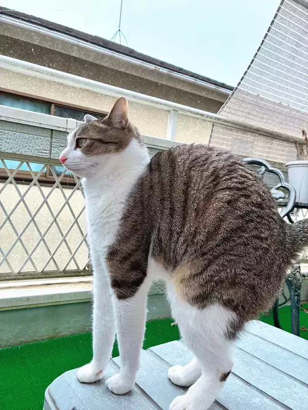 雪を見て、ベランダに出たがった猫　いざ出たら…「固まっている」「なんとも言えない表情」