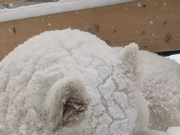 雪まみれのサモエドがまるで？　写真に「おいしそう」「完成度が高い」