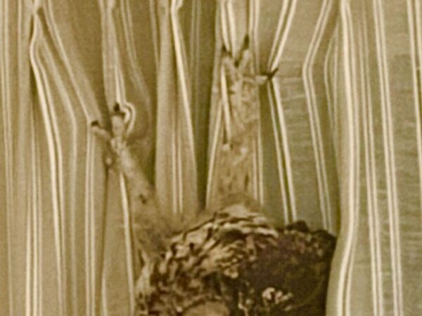 家の中で『謎の物音』　二度見必至の光景に「サプライズ」「なぜそこで寝た？」