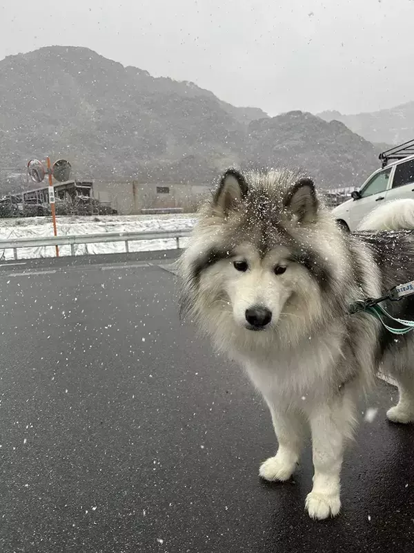 雪が物足りなくて？　大型犬のしょんぼり顔が可愛すぎる「すべてを物語っている」