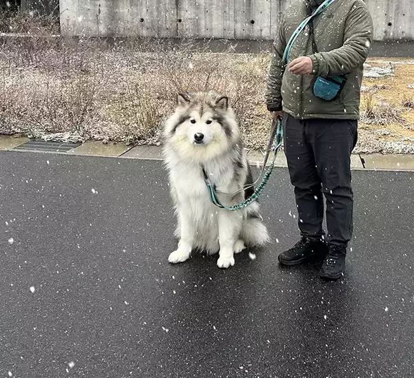 雪が物足りなくて？　大型犬のしょんぼり顔が可愛すぎる「すべてを物語っている」