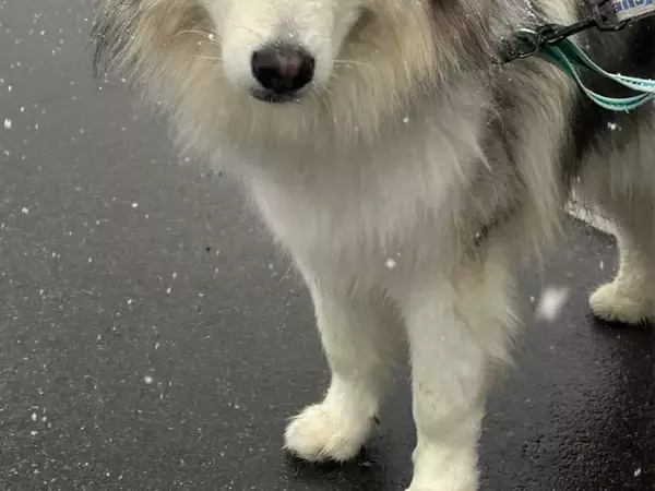 雪が物足りなくて？　大型犬のしょんぼり顔が可愛すぎる「すべてを物語っている」