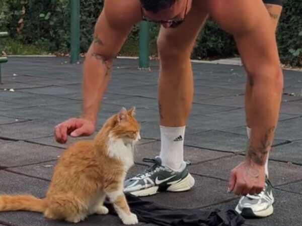 公園で筋トレをする男性にまとわりつく猫　その2週間後…？「この幸せそうな顔を見て！」